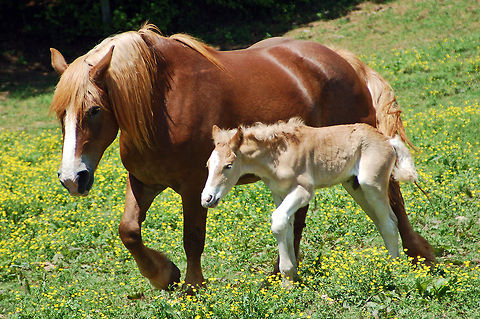 Palomino I am not 100% sure if this is a palomino but I just love the picture.

I know that this is not a "true" palomino color but I have read that palomino is not a breed of horse, and never could be, because the palomino color does not breed true. 

A palomino is heterozygous-- meaning it has only one cream gene-- so two that are crossed have a 25% of producing an offspring with no cream genes (a red chestnut), 25% of producing an offspring with two cream genes (a cremello), and 50% chance of producing another palomino (one cream gene).

On the other hand, crossing a cremello with a chestnut gives 100% palomino foals. So when I look at the foal I would argue the case. Domestic horse,Geotagged,United States