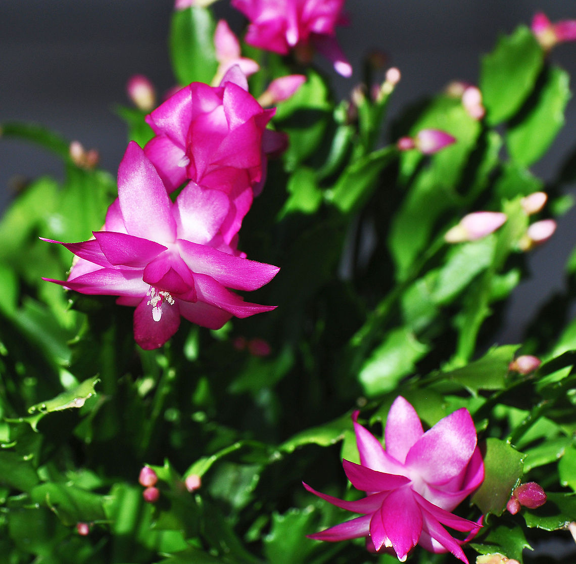 Schlumbergera Schlumbergera is a small genus of cacti with six species found in the coastal mountains of south-eastern Brazil. Plants grow on trees or rocks in habitats which are generally shady with high humidity and can be quite different in appearance from their desert-dwelling cousins. <br />
<br />
Most species of Schlumbergera have stems which resemble leaf-like pads joined one to the other and flowers which appear from areoles at the joints and tips of the stems.  Georgia,Geotagged,Schlumbergera orssichiana,United States