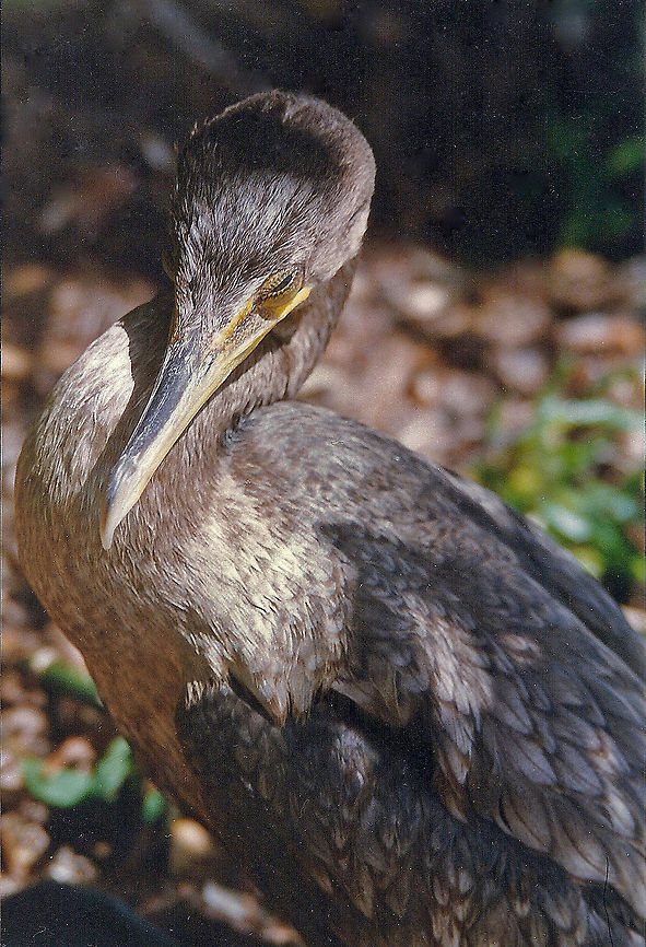 Double-crested Cormorant This one is still a juvenile.<br />
<br />
The Double-crested Cormorant swims low in the water, often with just its neck and head visible, and dives from the surface. It uses its feet for propulsion and is able to dive to a depth of 1.5&ndash;7.5 m (5&ndash;25 feet) for 30&ndash;70 seconds. After diving, it spends long periods standing with its wings outstretched to allow them to dry, since they are not fully waterproofed.<br />
<br />
The Double-crested Cormorant&#039;s numbers decreased in the 1960s due to the effects of DDT. Colonies have also been persecuted from time to time in areas where they are thought to compete with human fishing. Now, however, they are growing in numbers throughout its range, and this cormorant is increasingly being blamed for declines in sport fisheries and for devastating fish farms.<br />
 Double-crested Cormorant,Florida,Geotagged,Phalacrocorax auritus,United States