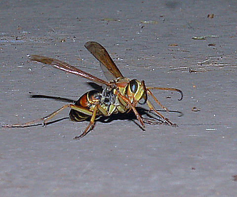 Northern Paper Wasp  Georgia,Geotagged,Northern paper wasp,Polistes fuscatus,United States