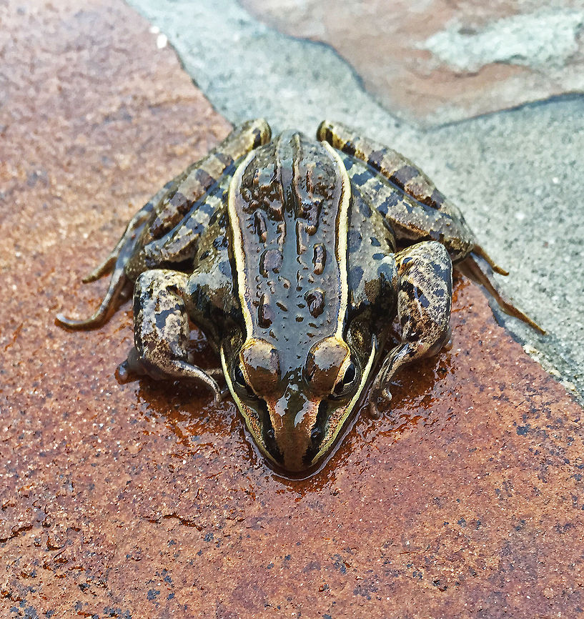 Southern Leopard Frog The Southern Leopard Frog has a wide distribution throughout the southeastern United States and is common throughout its range. It is very adaptable, living in a variety of habitats. It is not under any threat at present (but is hunted for its legs).<br />
<br />
(Thank goodness for a handy iPhone)<br />
<br />
Not 100% sure if species name is "Lithobates sphenocephalus" or "rana sphenocephalus" Georgia,Geotagged,Lithobates sphenocephalus,Rana sphenocephala,Southern Leopard Frog,Southern leopard frog,United States