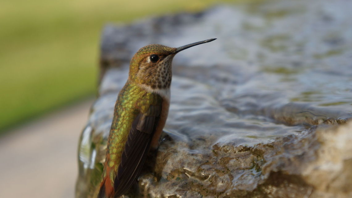 Hummingbird Oasis  Allens hummingbird,Geotagged,Selasphorus sasin,United States