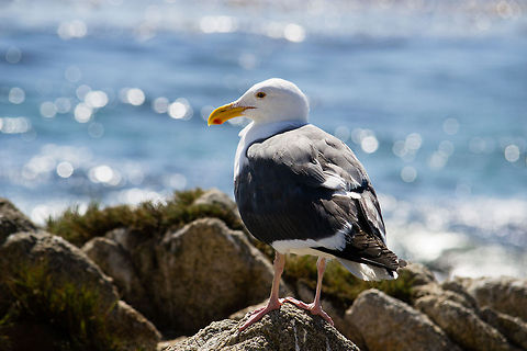 Seagull This is a seagull that I found while walking along a beach in the Monterey Bay, CA Larus occidentalis,Western gull