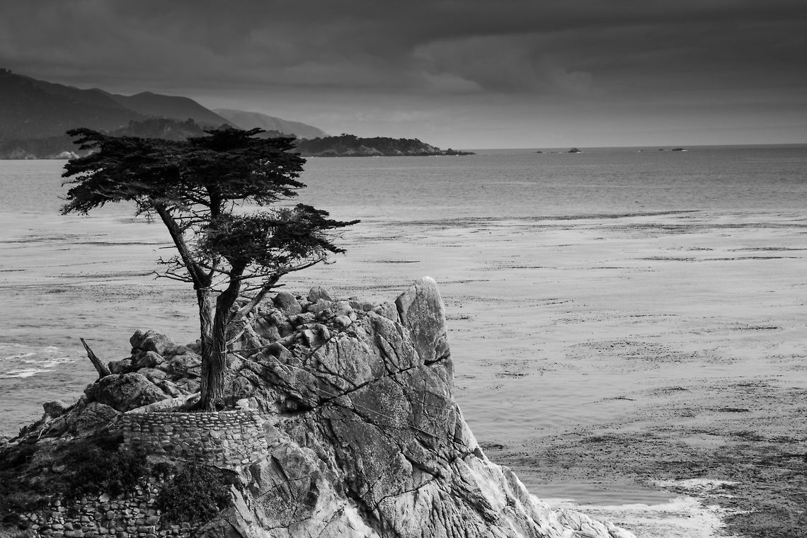 The Lone Cypress The lone cypress tree in Monterey CA Cupressus macrocarpa