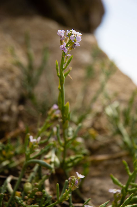 A Flower along the coast of the Monterey Bay Im not sure what kind of flower this is and help would be appreciated