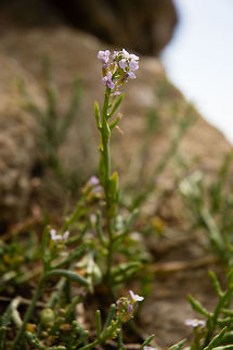 A Flower along the coast of the Monterey Bay Im not sure what kind of flower this is and help would be appreciated