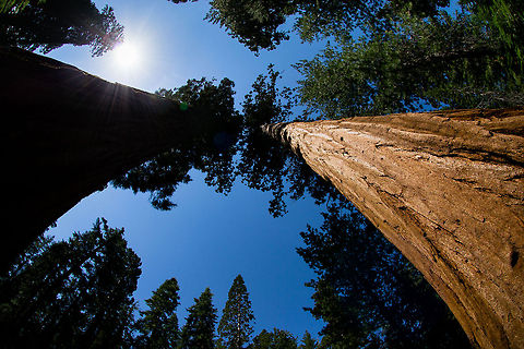 The Giant Sequoia trees  Sequoiadendron giganteum,redwood