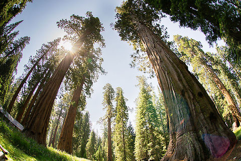 The Giant Sequoia trees  Sequoiadendron giganteum
