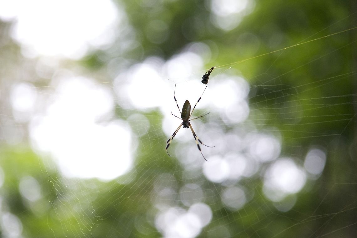Banana Spider Found in Costa Rica on a river cruise Nephila clavipes