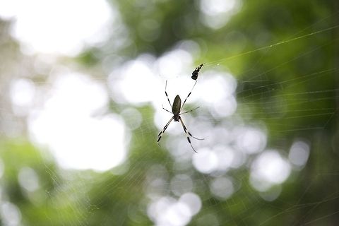 Banana Spider Found in Costa Rica on a river cruise Nephila clavipes