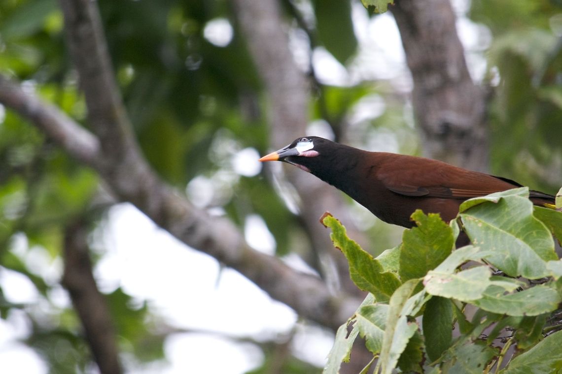 _DSC3923  Montezuma Oropendola,Psarocolius montezuma