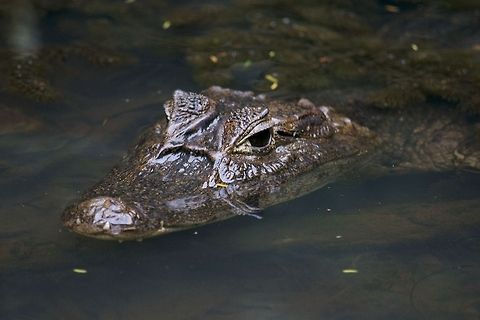 Caiman This caiman was found in Costa Rica. Many people often confuse caimans with a similar species called the crocodile Caiman crocodilus,Spectacled caiman
