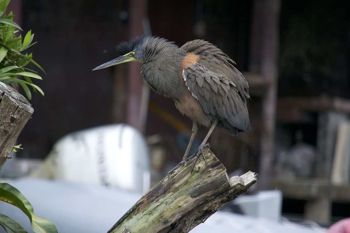 Bare Throated Tiger Heron I came upon this  while on a river cruise in Costa Rica Bare-throated Tiger Heron,Tigrisoma mexicanum