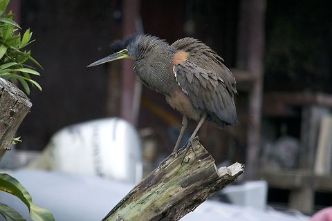 Bare Throated Tiger Heron I came upon this  while on a river cruise in Costa Rica Bare-throated Tiger Heron,Tigrisoma mexicanum