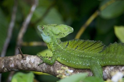 The Plumed basilisk also known as the jesus lizard I found this in Costa Rica Basiliscus plumifrons,Plumed basilisk