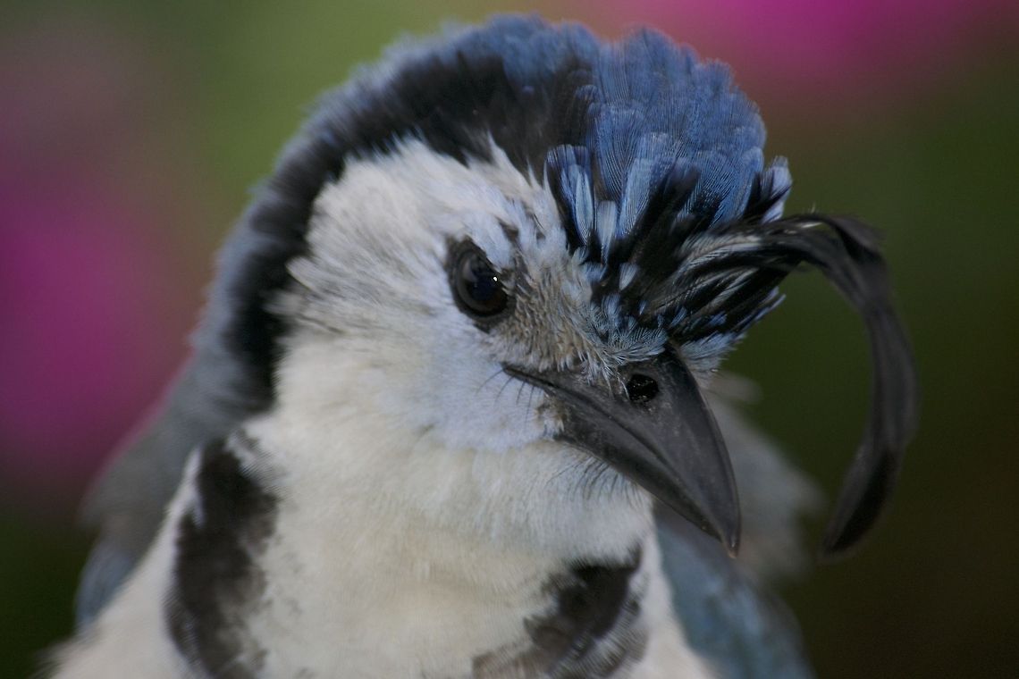 White Throated Magpie-Jay White Throated Magpie-Jay found in Costa Rica Calocitta formosa,White-throated magpie-jay