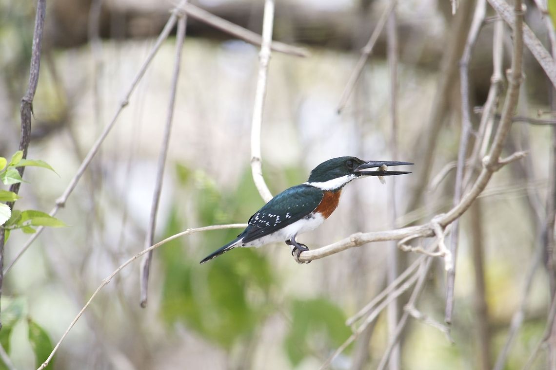 Kingfisher The kingfisher bird found in Costa Rica.<br />
 Not sure about the exact species so help would be appreciated.<br />
 Chloroceryle americana,Green Kingfisher,Kingfisher,bird