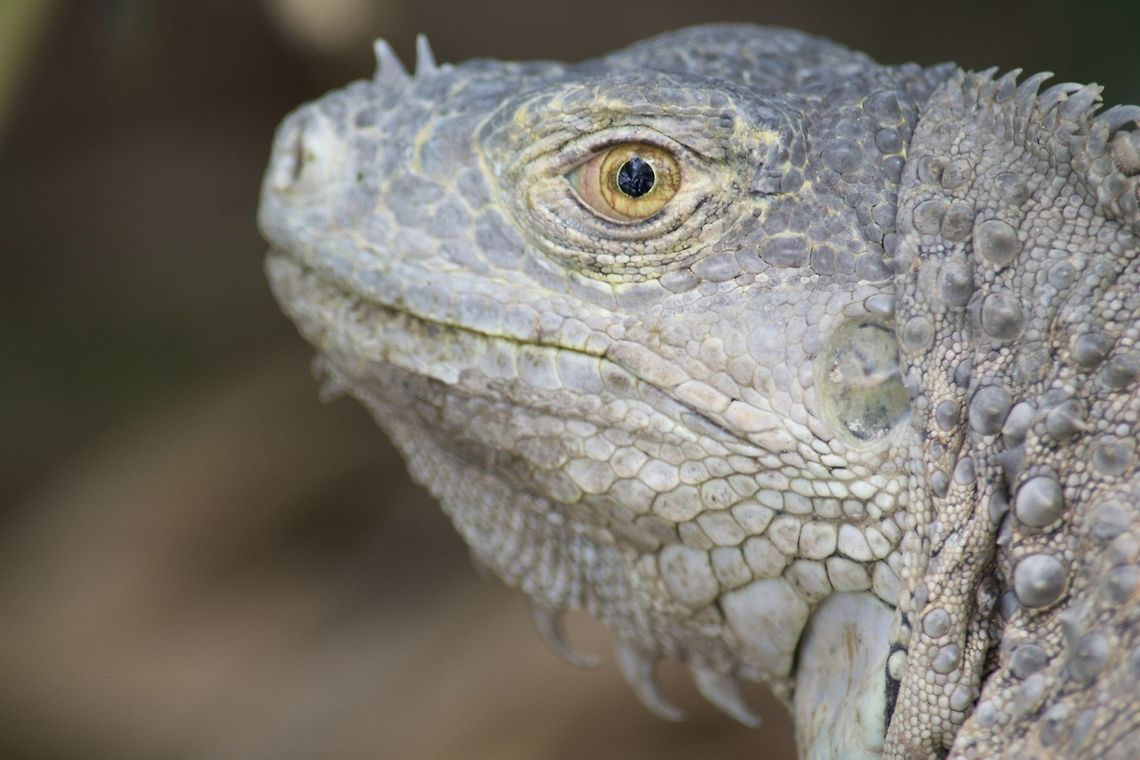 Iguana This is an iguana that i found sitting in the trees on the side of the road when the tour bus stopped to let everyone off.<br />
     I don&#039;t know what the species is exactly and help would be appreciated. Costa Rica,Geotagged,Green iguana,Iguana iguana