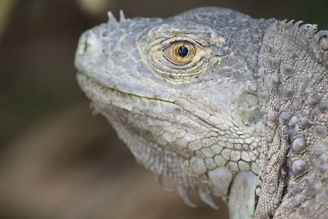 Iguana This is an iguana that i found sitting in the trees on the side of the road when the tour bus stopped to let everyone off.
     I don't know what the species is exactly and help would be appreciated. Costa Rica,Geotagged,Green iguana,Iguana iguana