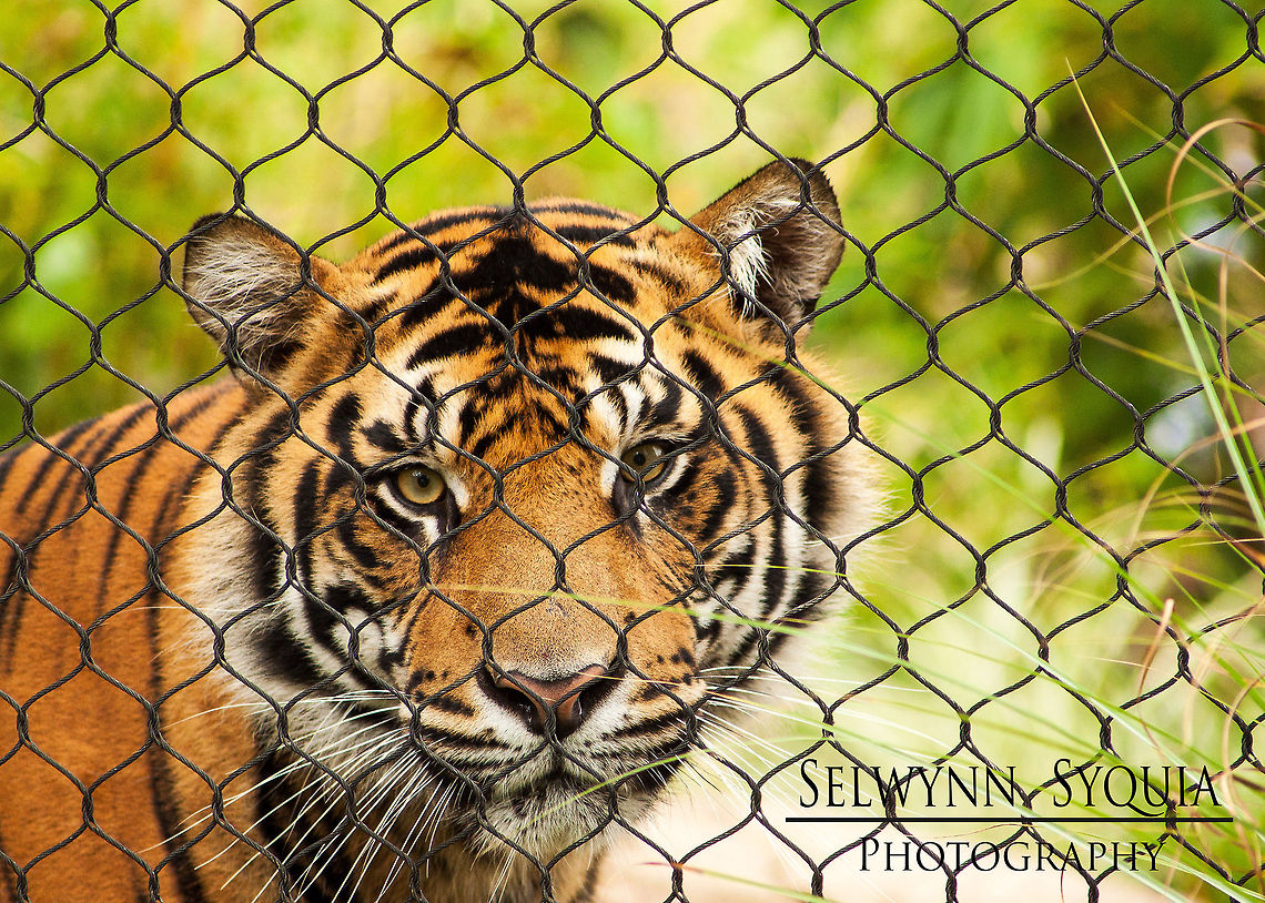 Sumatran Tiger Taken at the Safari Park in San Diego, during a breakfast with the Tigers event Panthera tigris sumatrae,Sumatran tiger