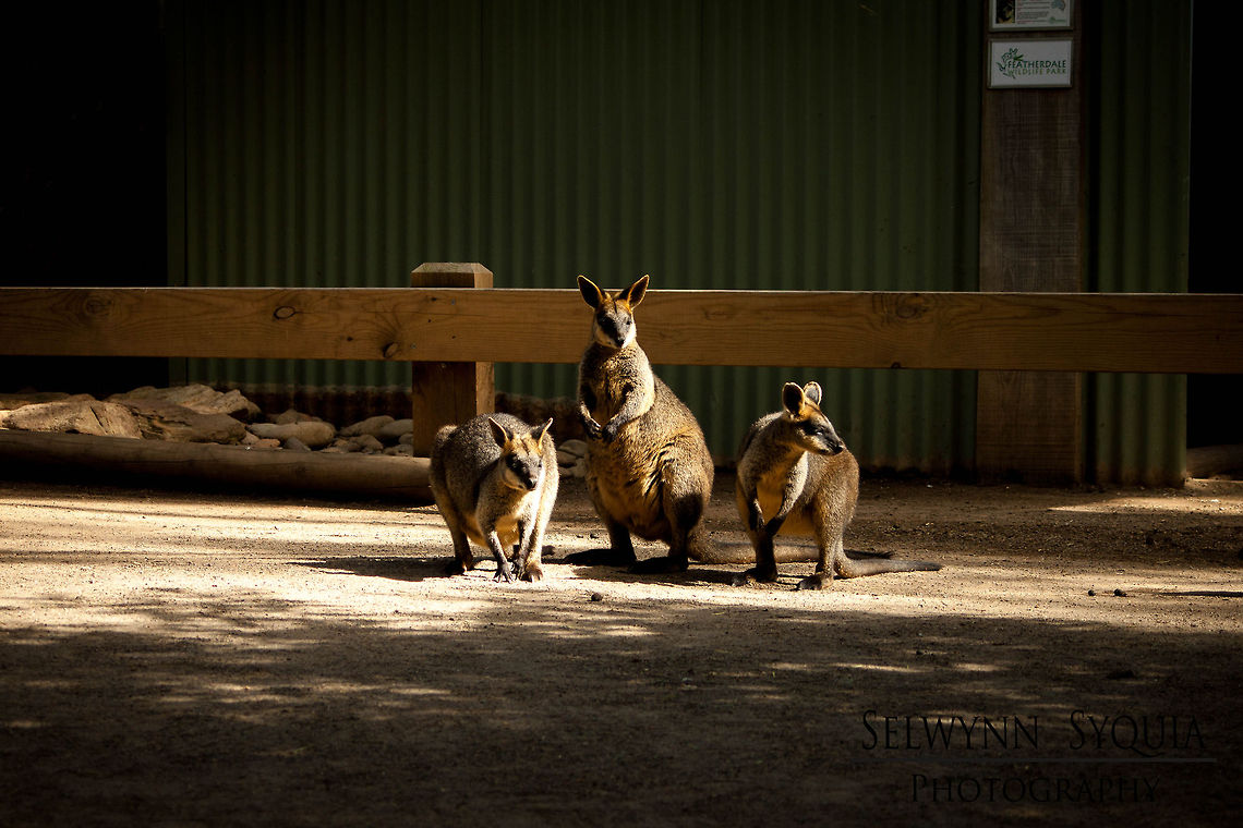 Kangaroo Trio Taken at the Featherdale Wildlife Park in Sydney, AUS Swamp wallaby,Wallabia bicolor,zoo
