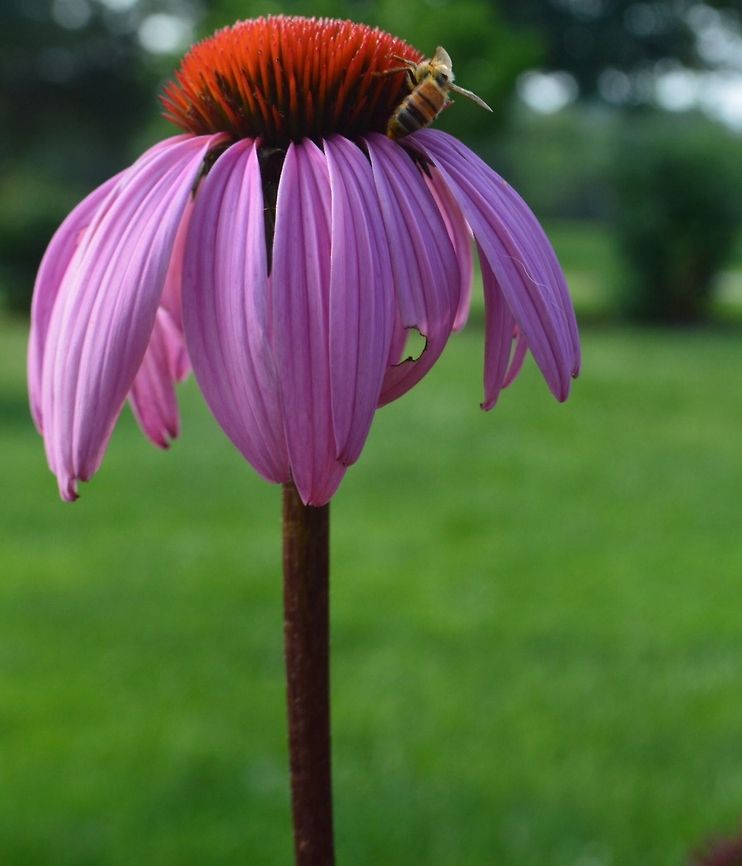 Beautiful bee on echinacea flower This photo was taken on one of my many walks with my camera in a time of much needed thinking time.  Cone flower,bee,field,flower