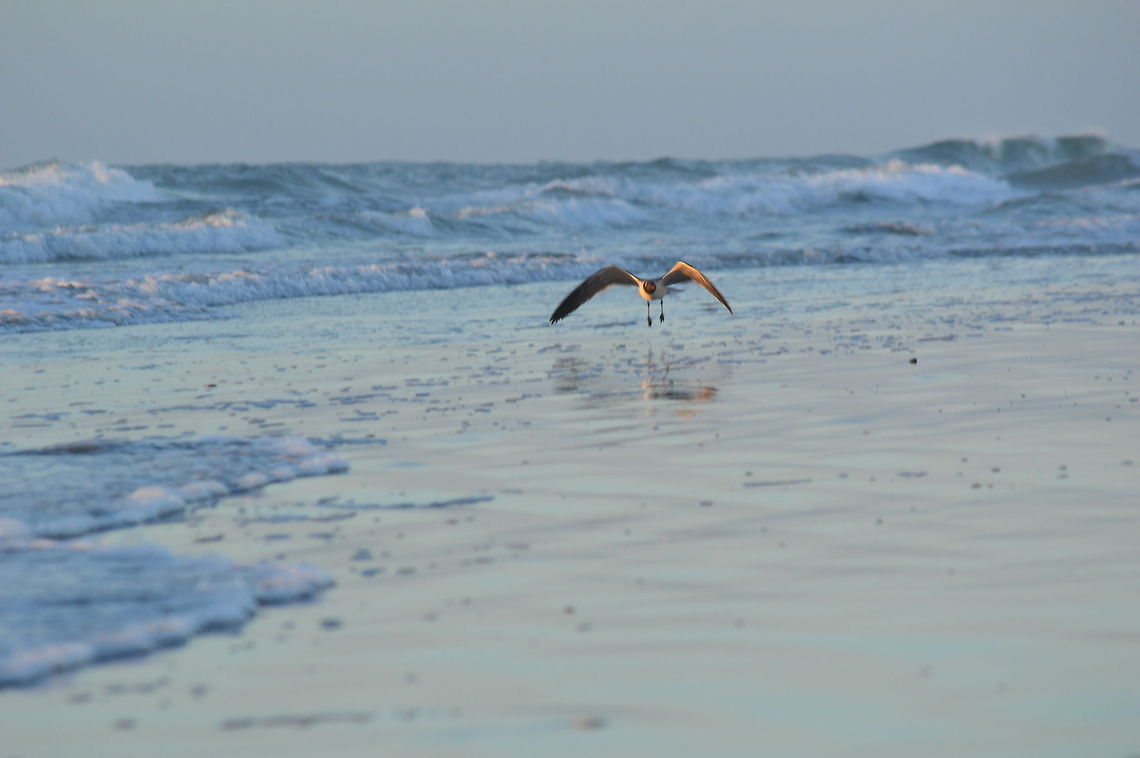 Soaring Bird While on vacation in North Carolina I was on Wrightsville Beach taking sunrise pictures. During that time there were a ton of birds swooping down and landing all over the place. I think that I got some really good shots of some of them.  Laughing gull,Leucophaeus atricilla,North Carolina,beach,bird,sand,water