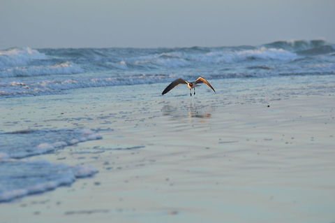 Soaring Bird While on vacation in North Carolina I was on Wrightsville Beach taking sunrise pictures. During that time there were a ton of birds swooping down and landing all over the place. I think that I got some really good shots of some of them.  Laughing gull,Leucophaeus atricilla,North Carolina,beach,bird,sand,water