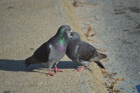 Love Birds This was another picture I took in North Carolina as I was walking back to my car from my morning on Wrightsville Beach. These two birds weren't afraid of anything I was walking towards my car when I saw them and when I was finished snapping some shots they still had moved so I had to go off the sidewalk to get to my car. They sure were cute.  Columba livia,North Carolina,Rock Dove,beach,birds,love,parking lot