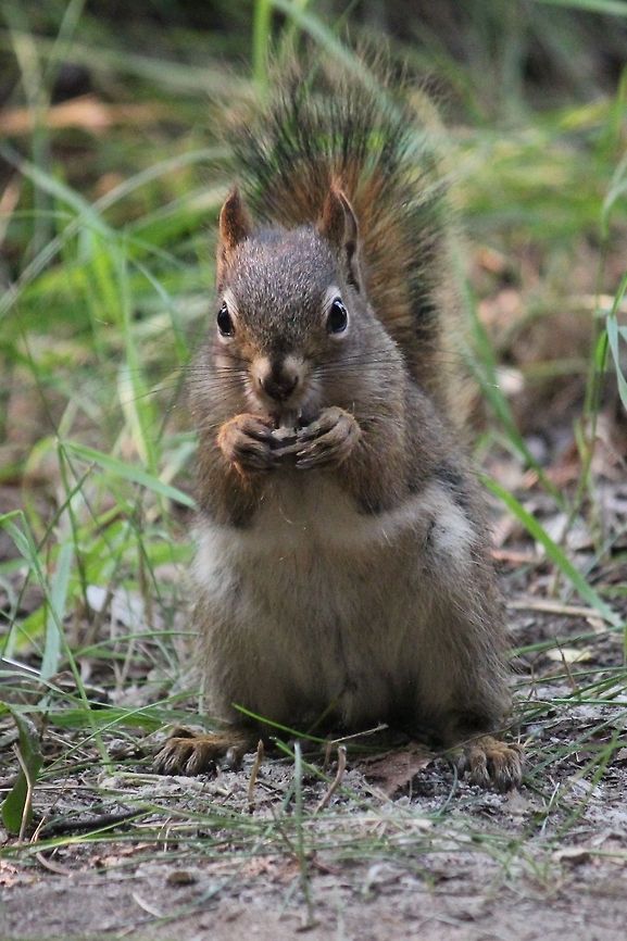 Snacking Squirrel taken at Emerald Lake, SK American red squirrel,Canada,Geotagged,Squirrel,Summer,Tamiasciurus hudsonicus