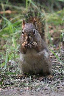 Snacking Squirrel taken at Emerald Lake, SK American red squirrel,Canada,Geotagged,Squirrel,Summer,Tamiasciurus hudsonicus