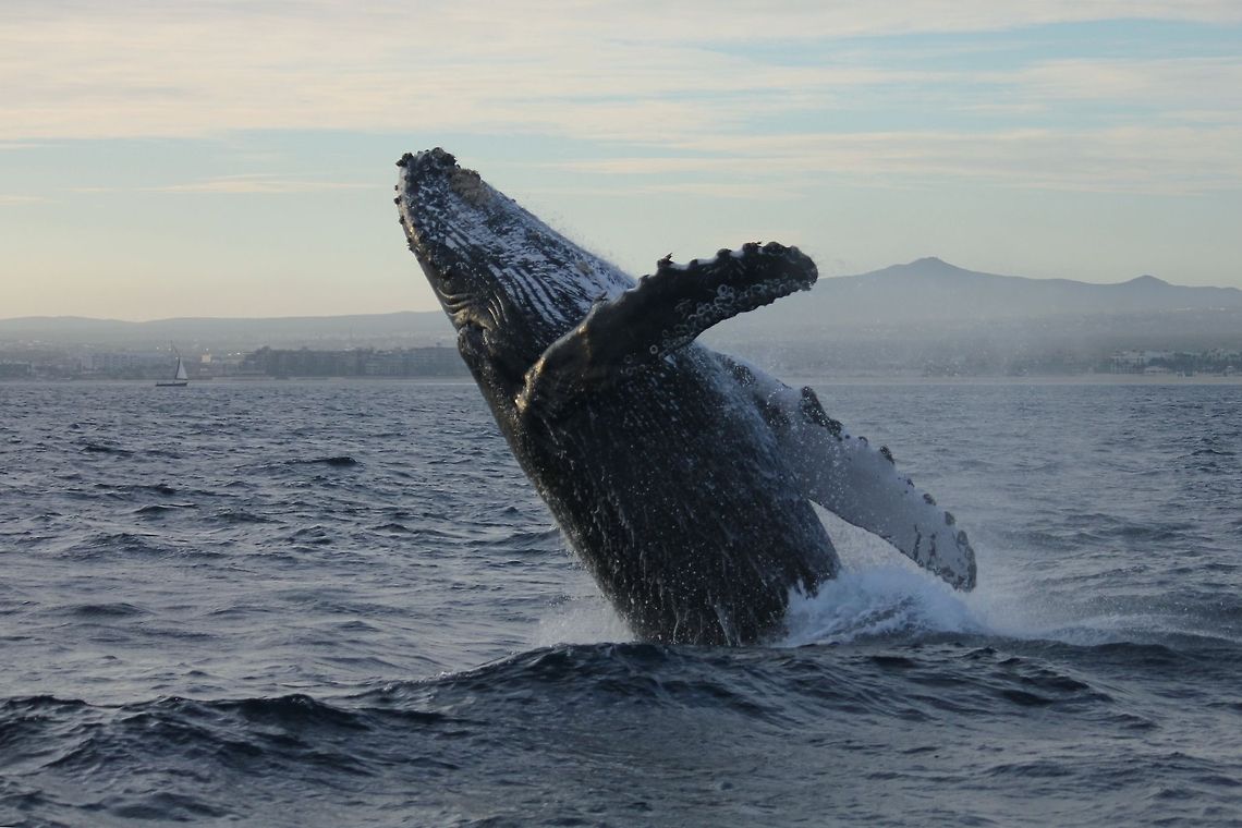 Humpback Whale Breaching humpback whale taken while on a sunset dinner cruise near Cabo San Lucas, Mexico. Geotagged,Humpback whale,Megaptera novaeangliae,Winter