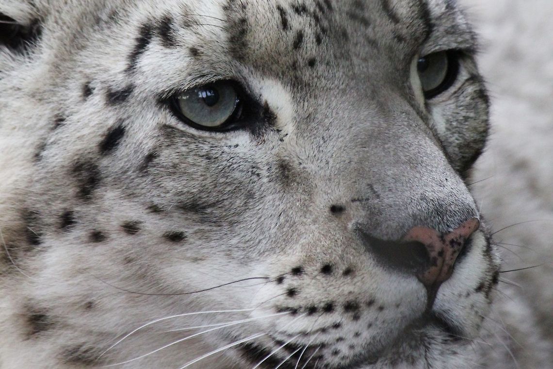 Snow Leopard Snow leopard at the Calgary Zoo, Alberta, Canada Canada,Geotagged,Snow Leopard,Snow leopard,Uncia uncia