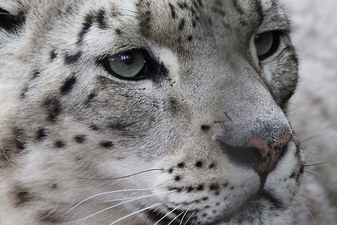 Snow Leopard Snow leopard at the Calgary Zoo, Alberta, Canada Canada,Geotagged,Snow Leopard,Snow leopard,Uncia uncia