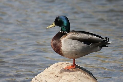Male Mallard Duck Male mallard taking a break on a rock on the Bow River in Calgary, Alberta. Anas platyrhynchos,Canada,Geotagged,Mallard,Spring
