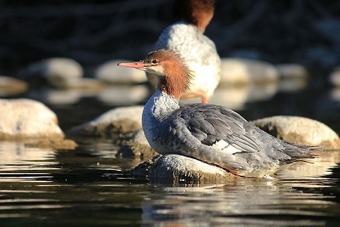Common Merganser Common merganser on the Elbow River in Calgary, Alberta. Canada,Common merganser,Duck,Geotagged,Mergus merganser