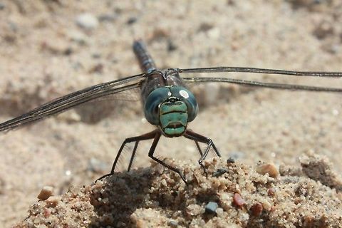 Male Emperor Dragonfly An extremely calm and patient male emperor dragonfly in the sand at Waskesiu Lake, SK. Canada,Geotagged,dragonfly
