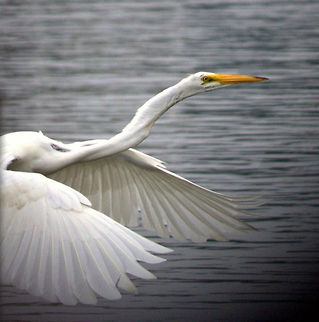 The_Great_Egret  Ardea alba,Great egret