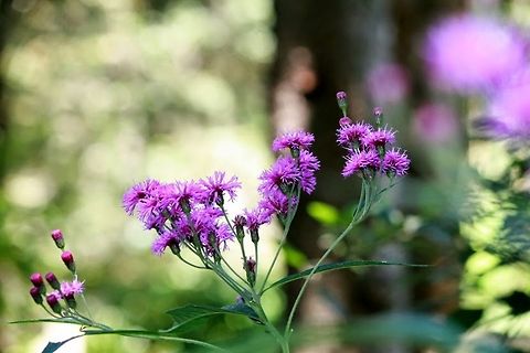 wild  Orobanche alba,Thyme Broomrape