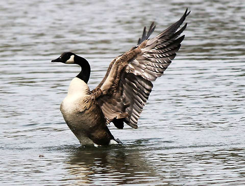 Stretching  Branta canadensis,Canada Goose
