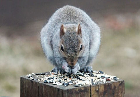 Squirrel  Eastern gray squirrel,Sciurus carolinensis