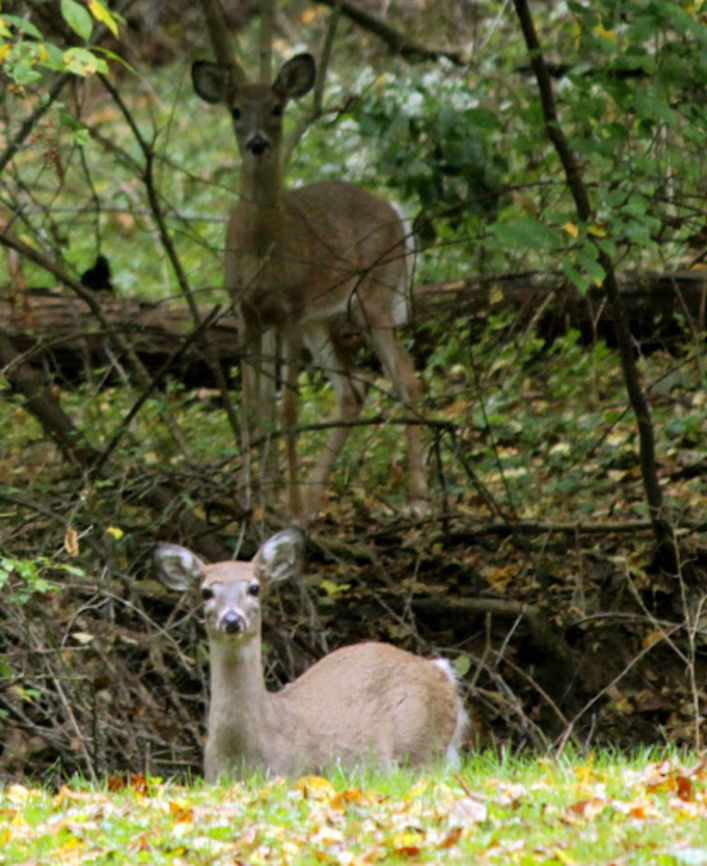 Two_of_a_kind  Odocoileus virginianus,White-tailed Deer