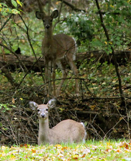 Two_of_a_kind  Odocoileus virginianus,White-tailed Deer