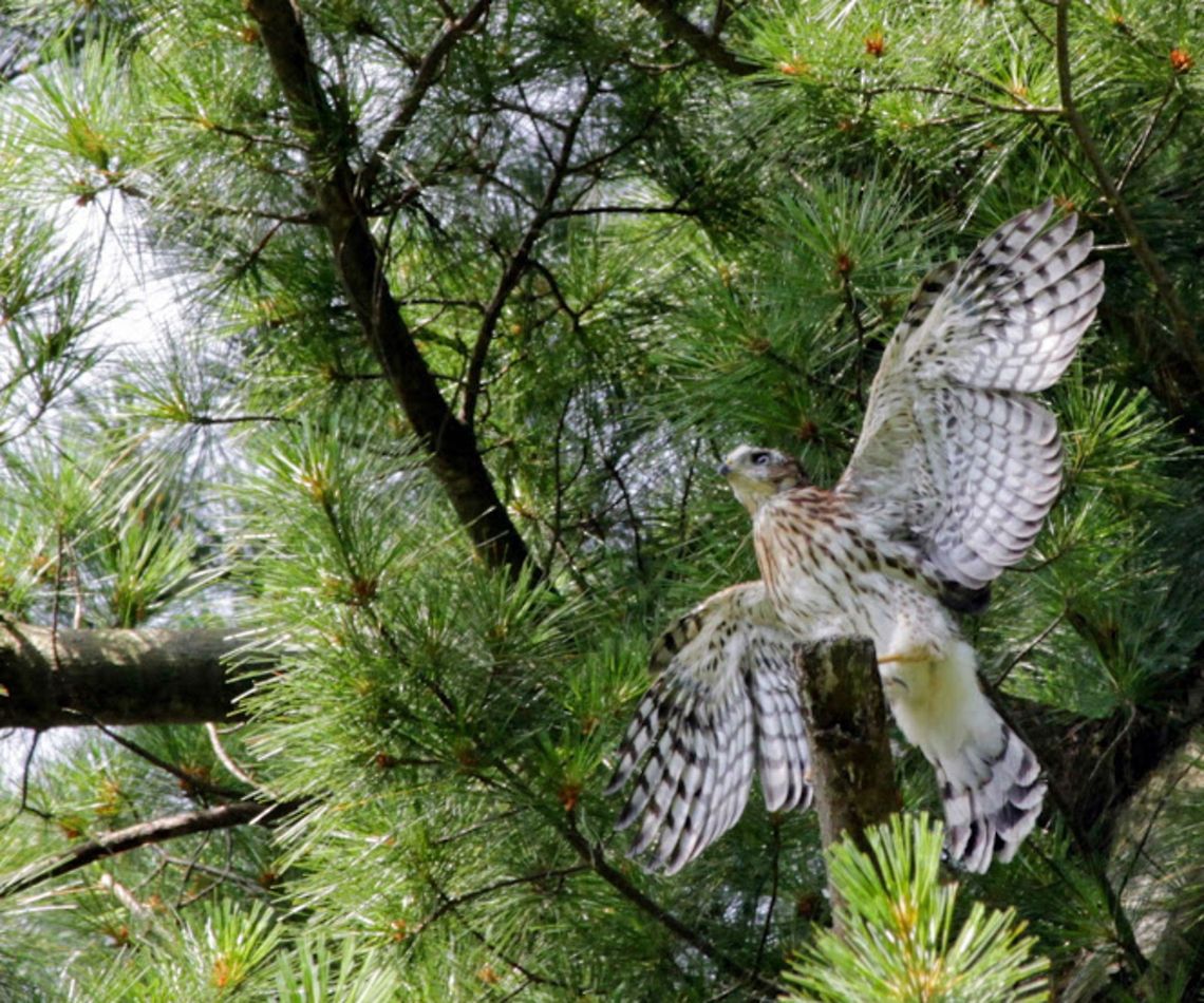 Learning_to_fly  Accipiter cooperii,Coopers Hawk