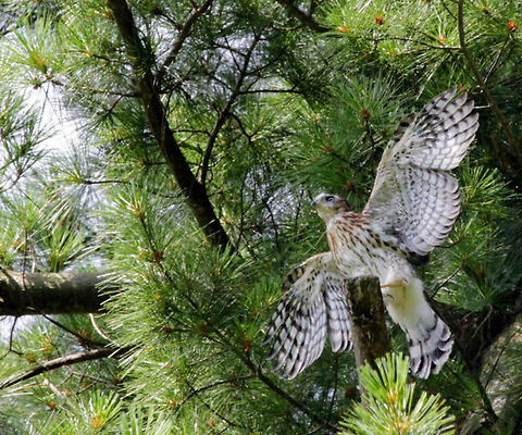 Learning_to_fly  Accipiter cooperii,Coopers Hawk