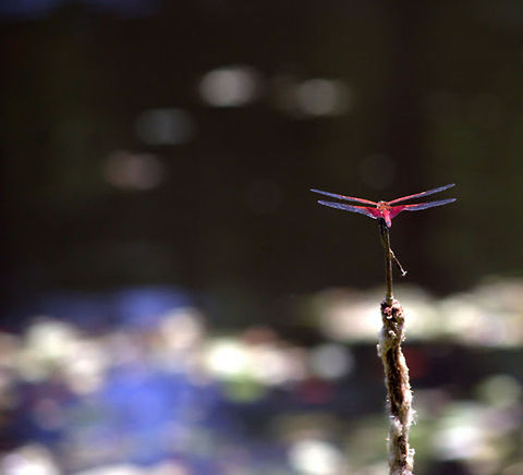 dragonfly