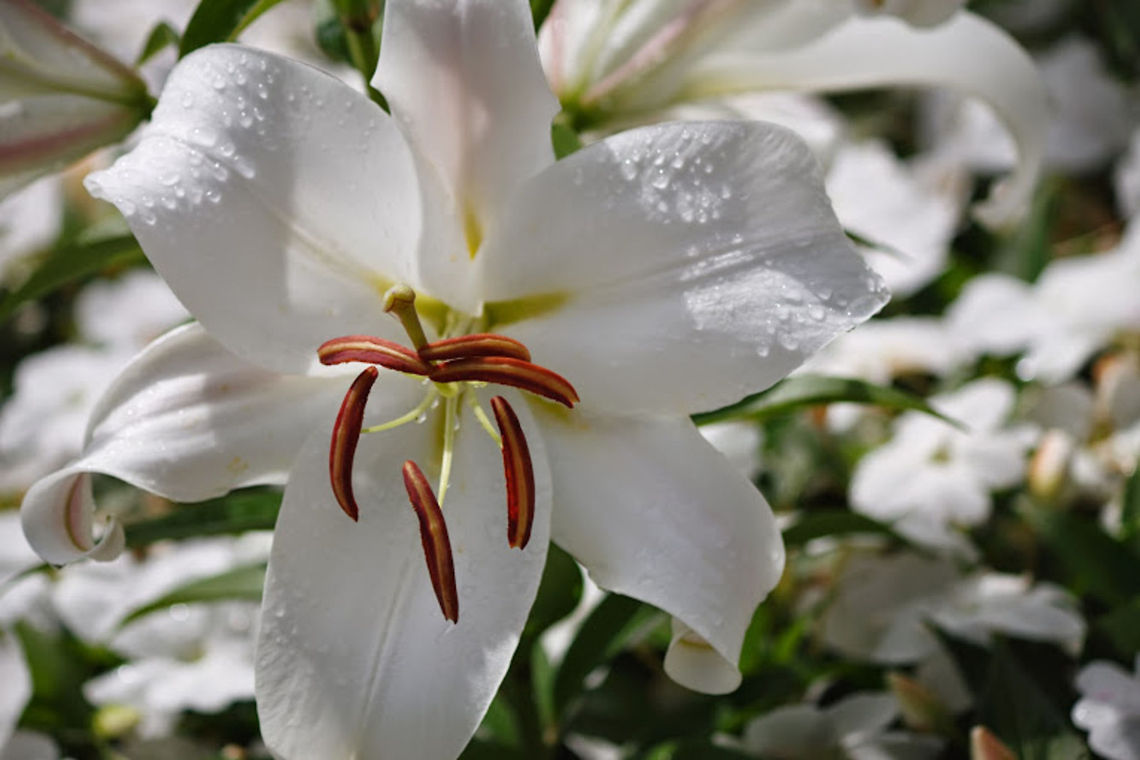 White Lily