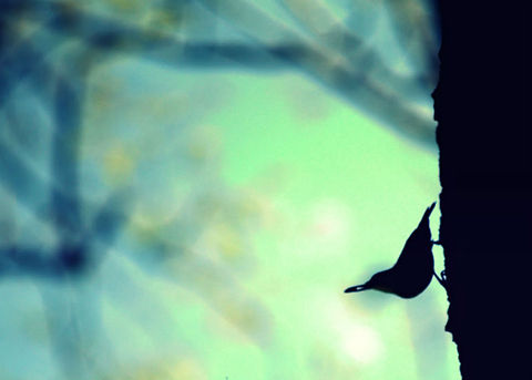 Nuthatch_nuttin  Geotagged,Sitta carolinensis,United States,White-breasted Nuthatch