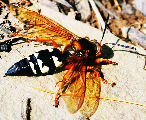 Cicada_Killer_Wasp  Geotagged,Sphecius speciosus,United States