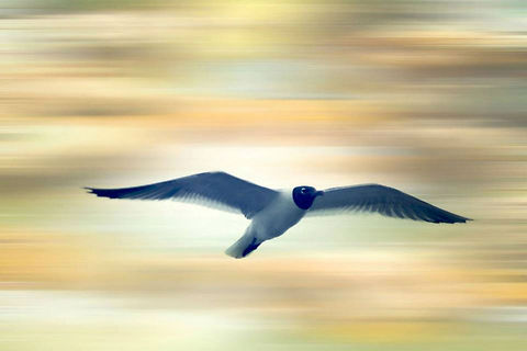 Laughing_Gull  Black-headed Gull,Chroicocephalus ridibundus,Geotagged,Laughing Gull,Leucophaeus atricilla,United States